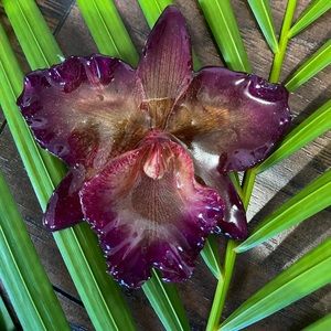 Real orchid hair clip/necklace💖